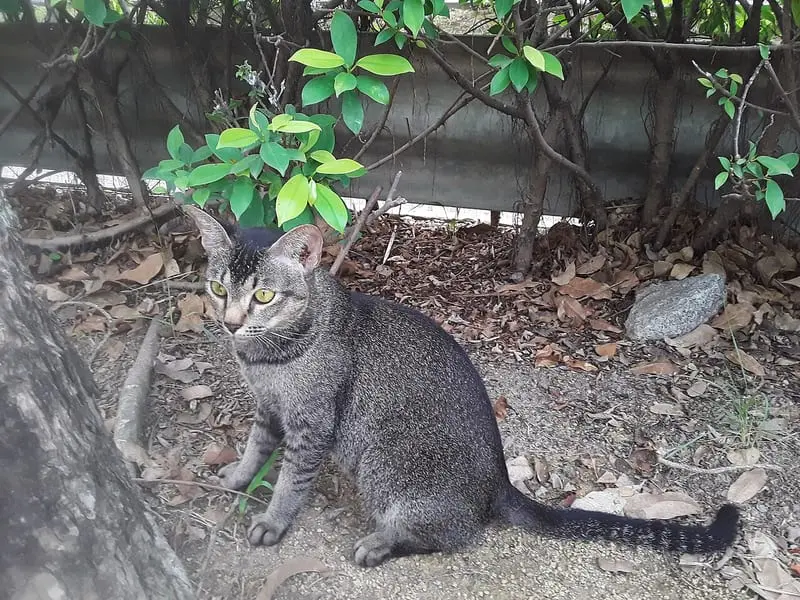 Photo of a tabby cat sitting in a garden