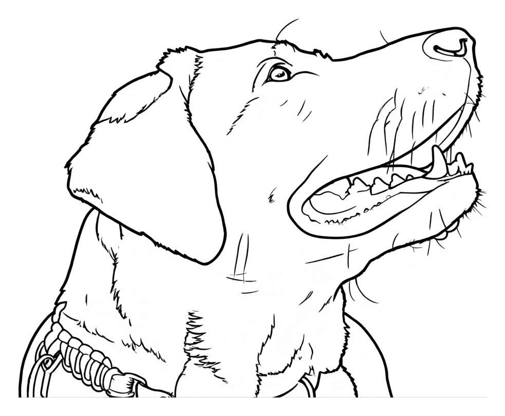 Labrador line drawing made from a photo for the photo coloring guide