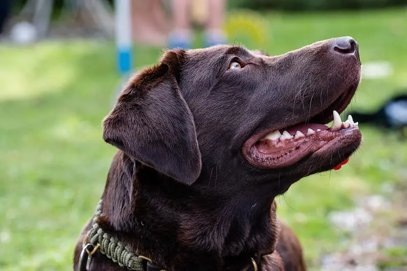 Photo of a chocolate labrador looking up